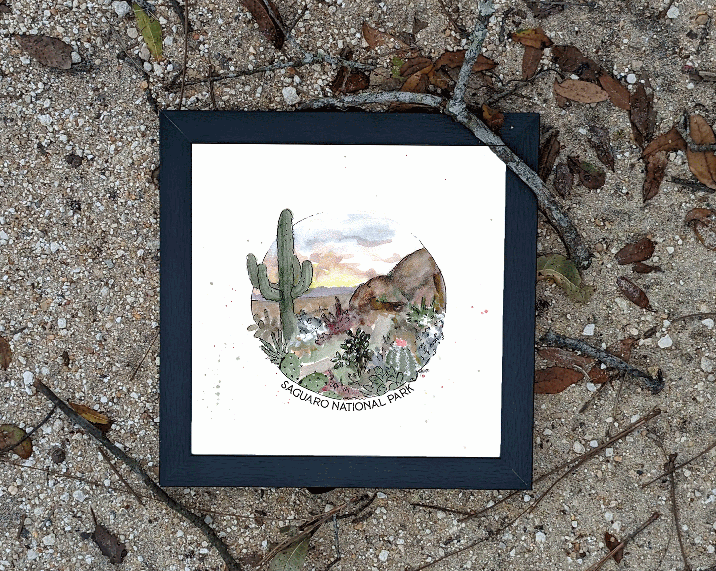 Saguaro National Park 8 x 8 Print